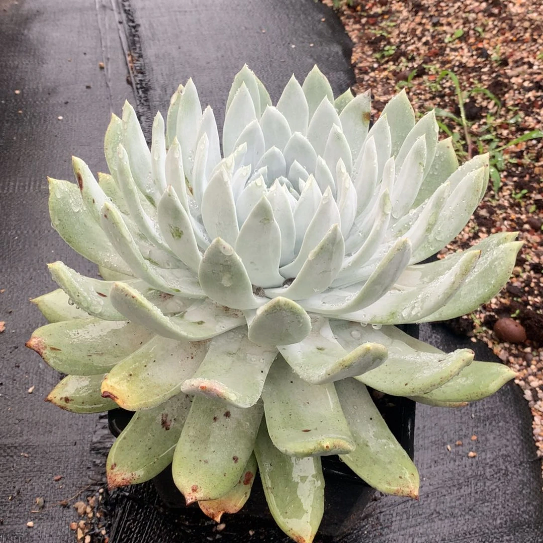 全部花朵雪山杂，仙女杯多肉