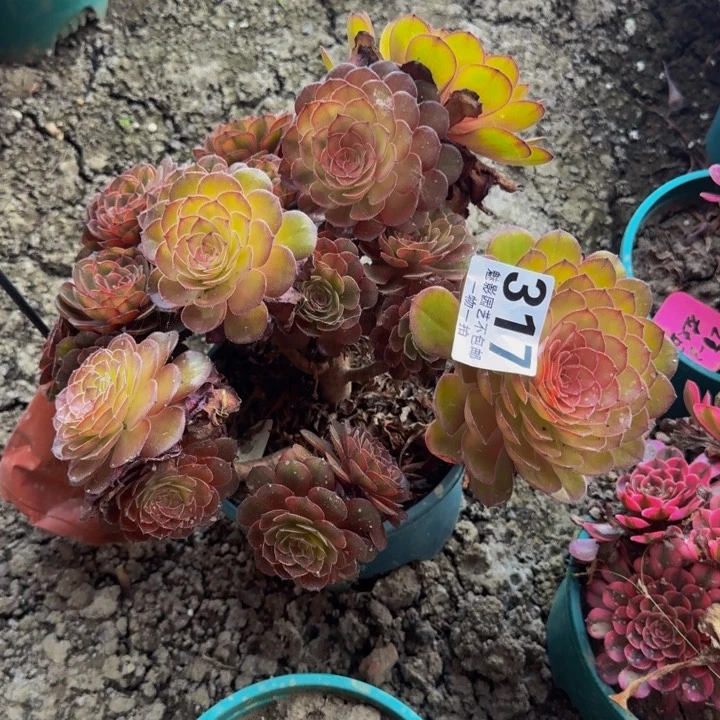 ╰***寒万七彩花27-4包邮花花