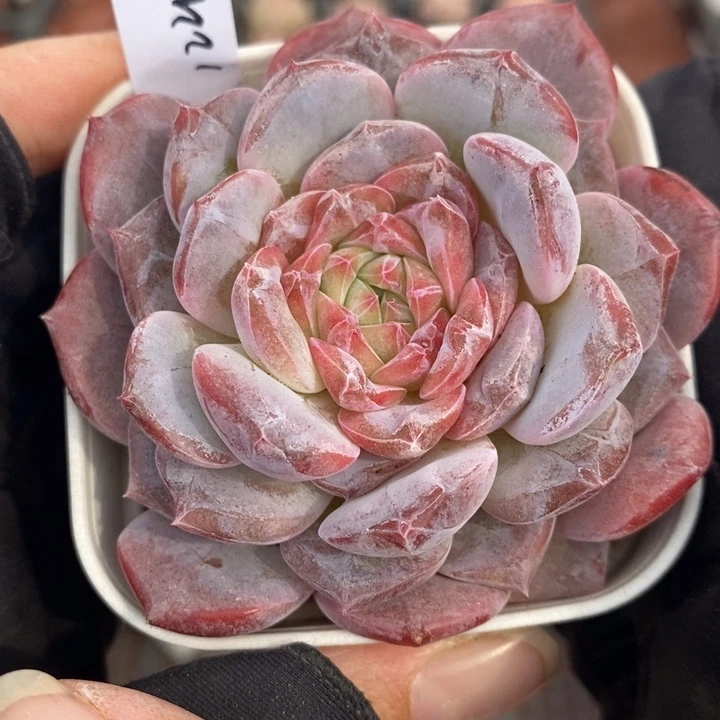 1221-631，粉魄多肉