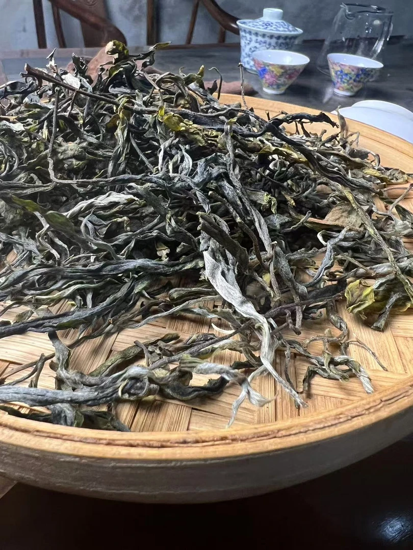 5颗单株 普洱茶生茶 50散茶 2025年单株料