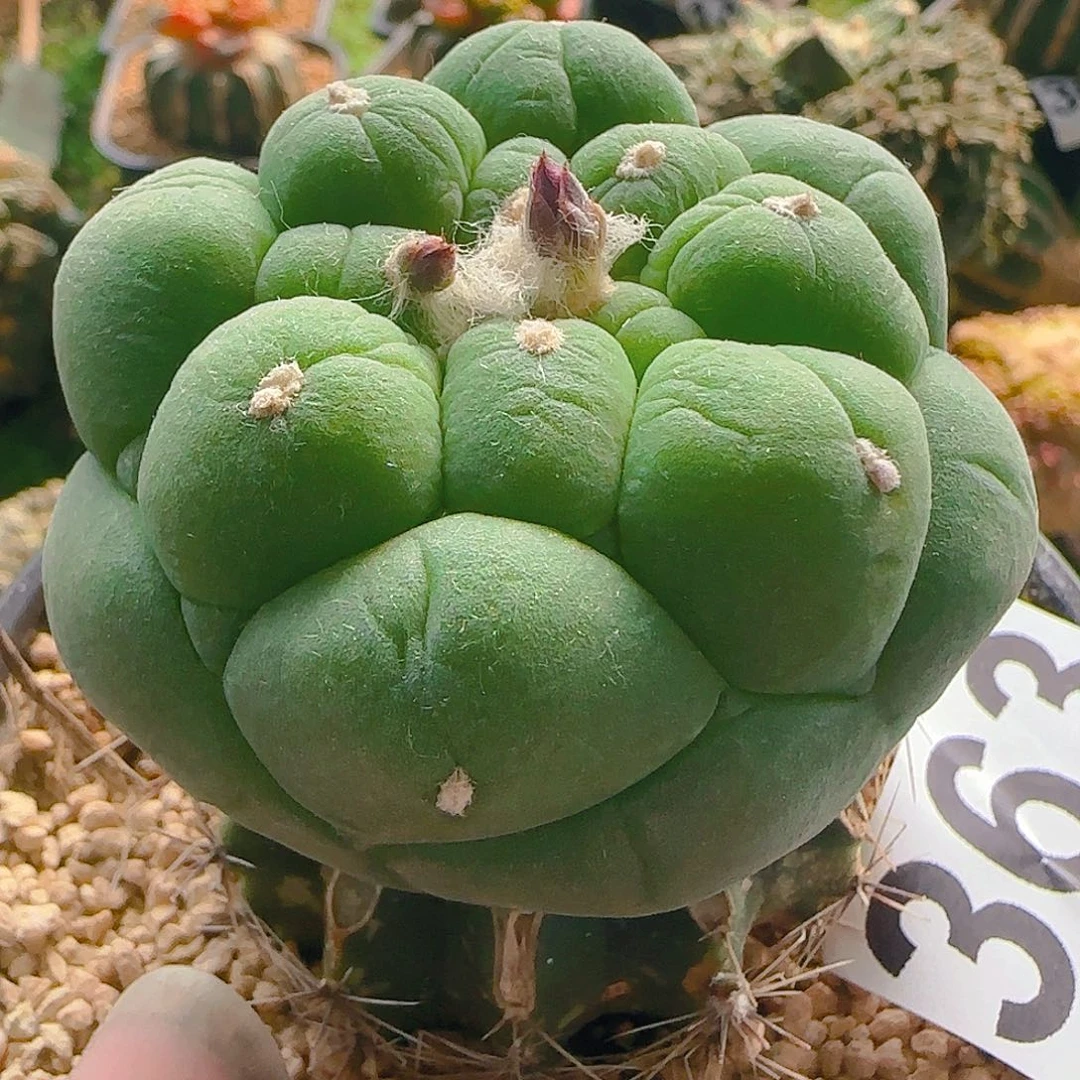 大奶尤363仙人球，