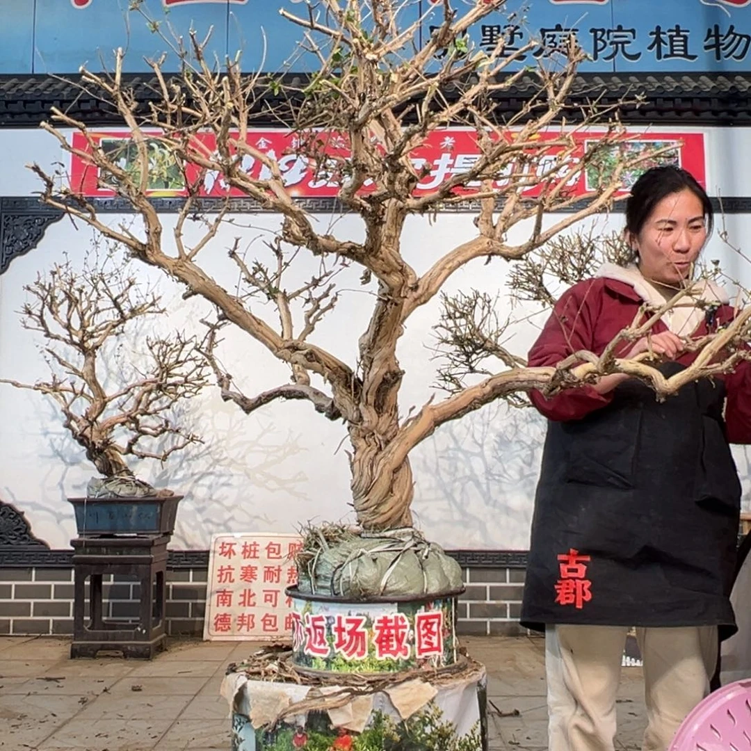 军***无花朵金银花55588855888888