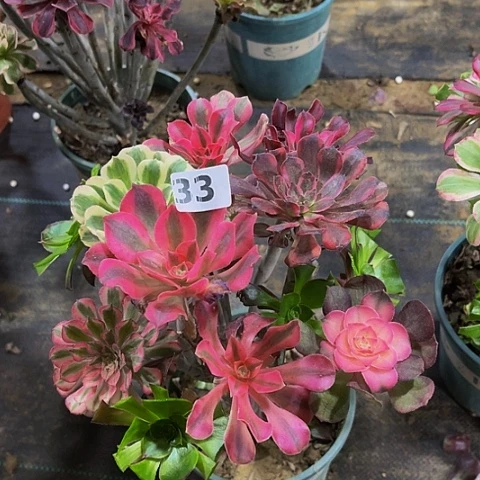 法师嫁接的时候就会有33