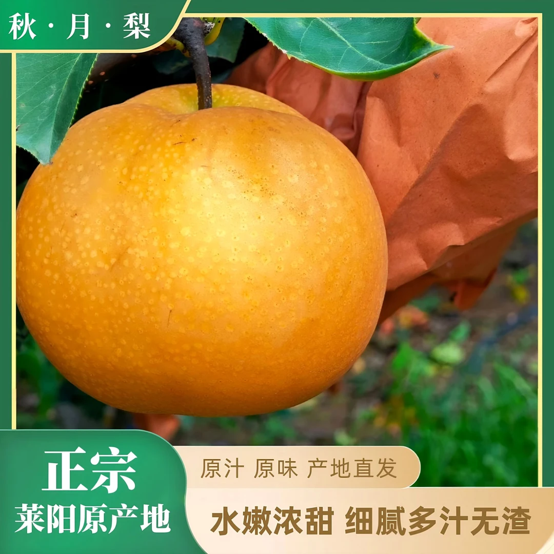 [邮政助农]正宗莱阳秋月梨5斤头茬脆甜爆汁产地直发应季现摘现发