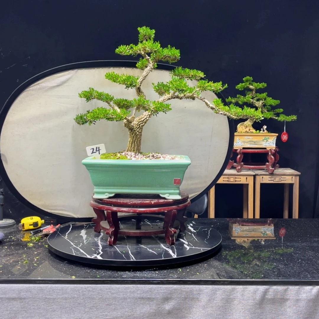 海***空完全开放黄杨盆景