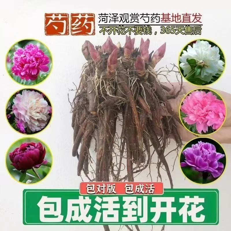 【进口品种】菏泽芍药牡丹花苗 耐寒庭院阳台