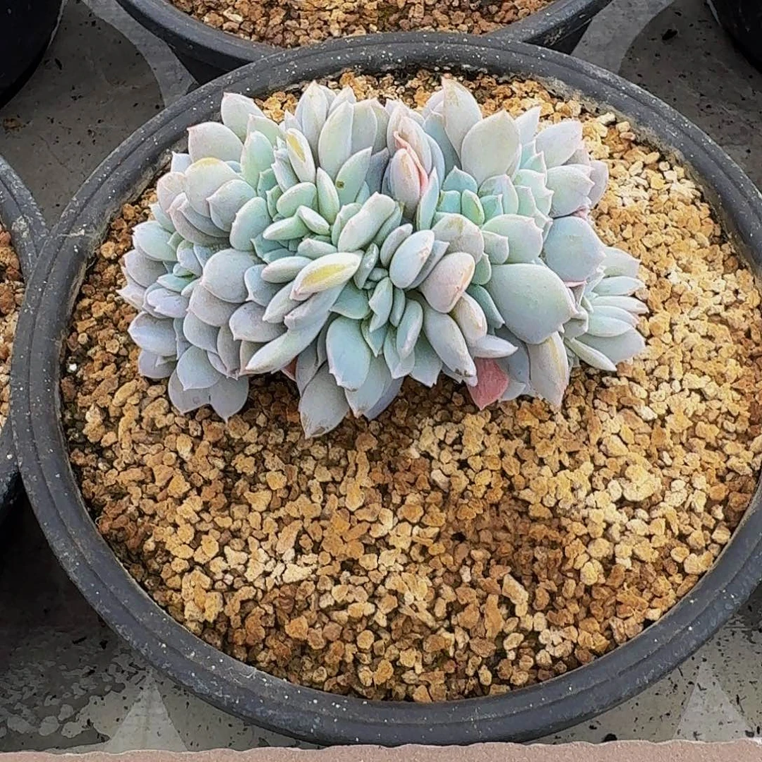 白茶 缀化 一物一拍