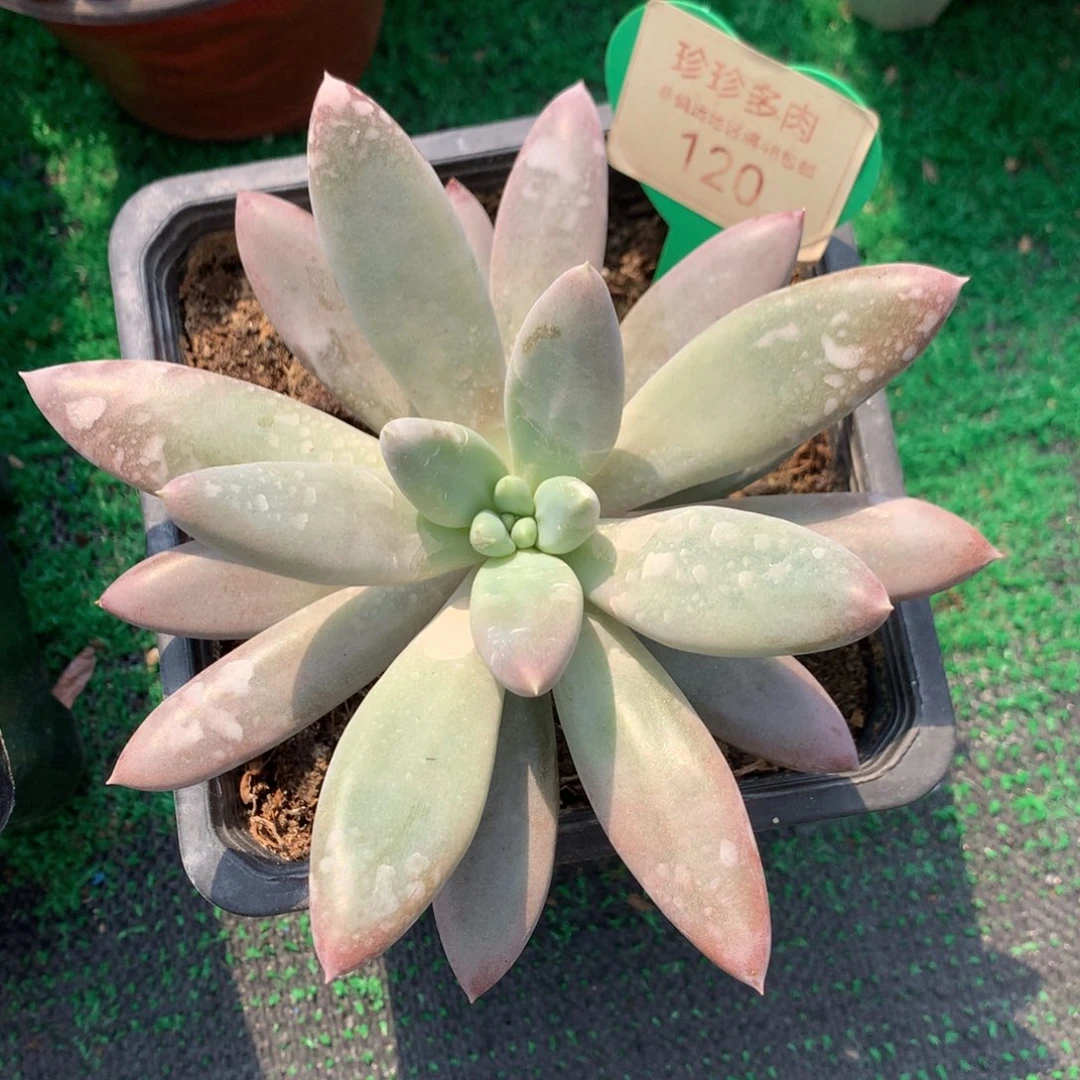 哥特萝莉单头彩体120