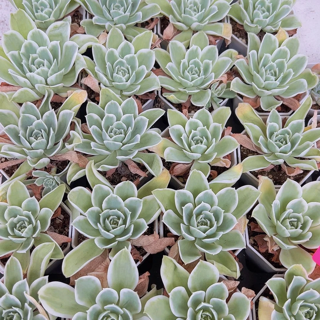 柠檬玫瑰锦多肉多肉