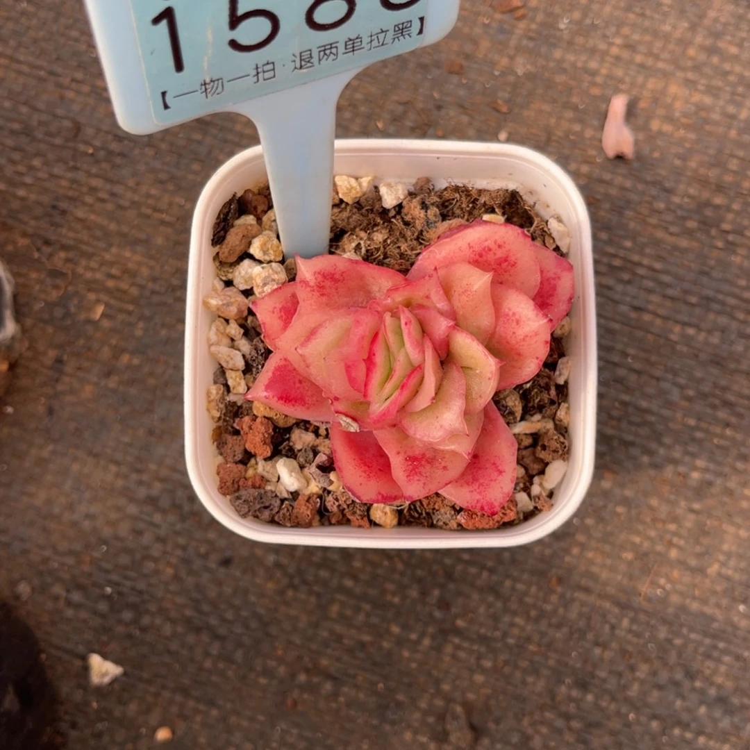 云尘多肉一物一拍1588