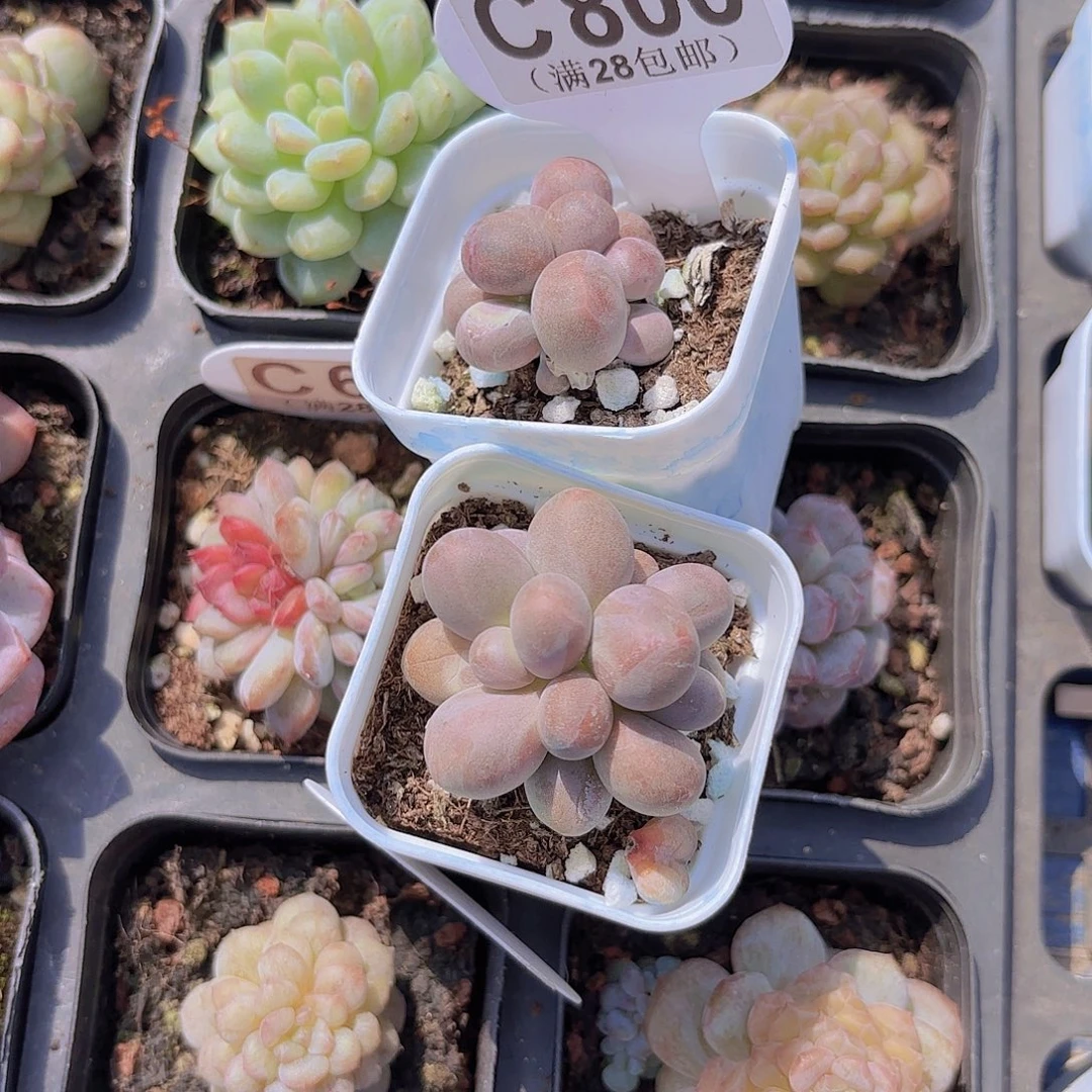 妍****C800糖果两颗一物一拍