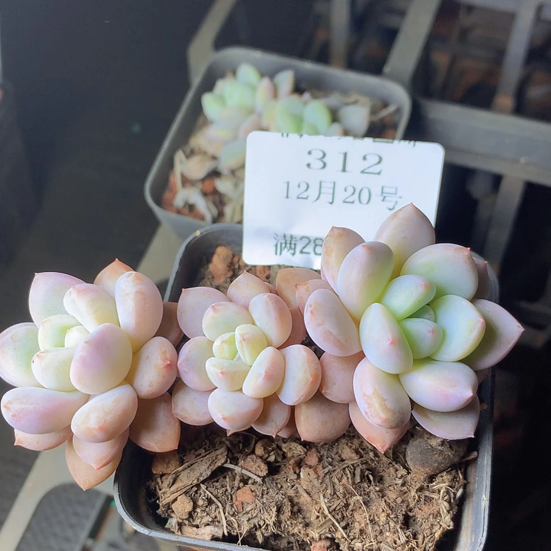 【闪购商品】云312号