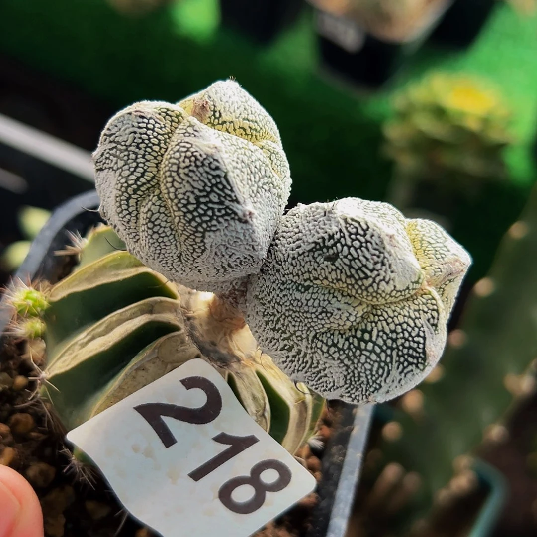 无花朵福利苗接三棱恩中218