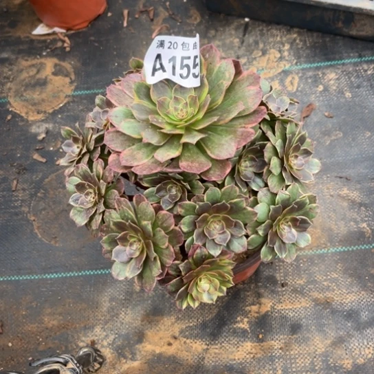 155半夏法师不包断枝