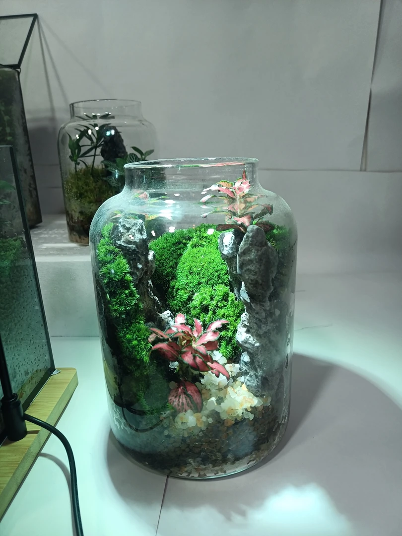 创意苔藓微景观室内桌面盆景成品鲜活绿植适合办公室摆放