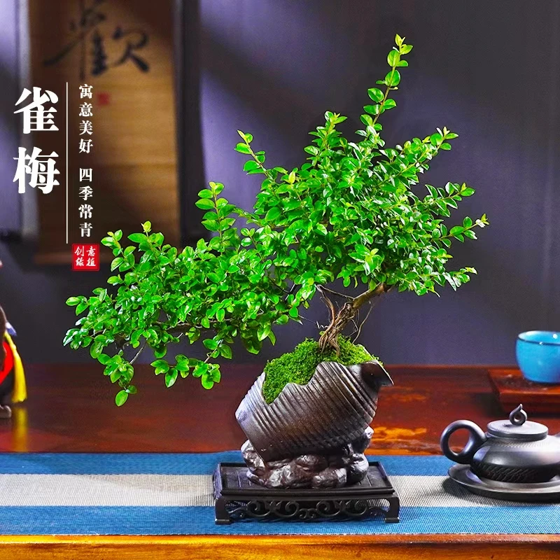 雀梅飘枝老桩盆栽造型盆景四季常青室内客厅茶几办公桌面景观绿植