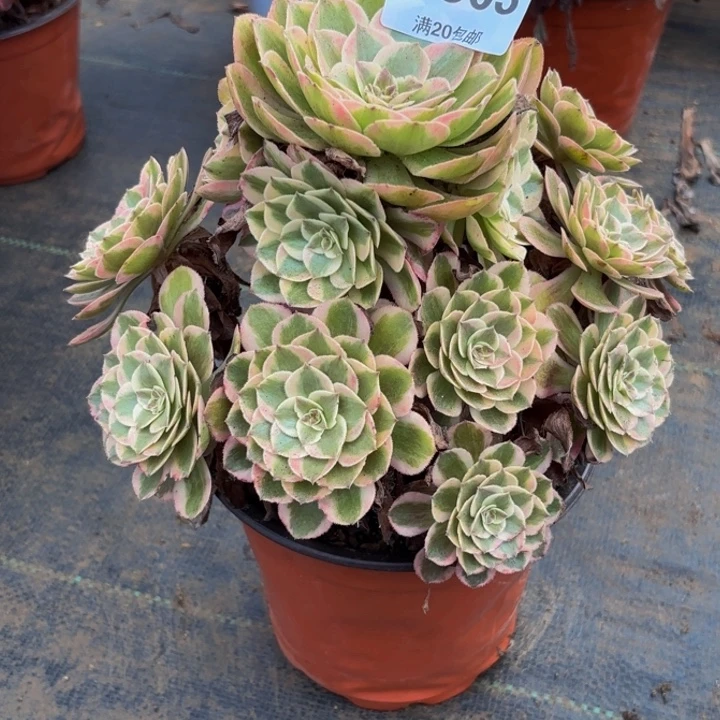 瑞妈多肉园艺603云荷