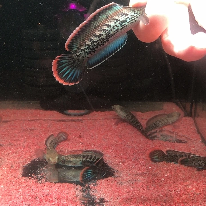 雷龙鱼10cm印尼小鬼