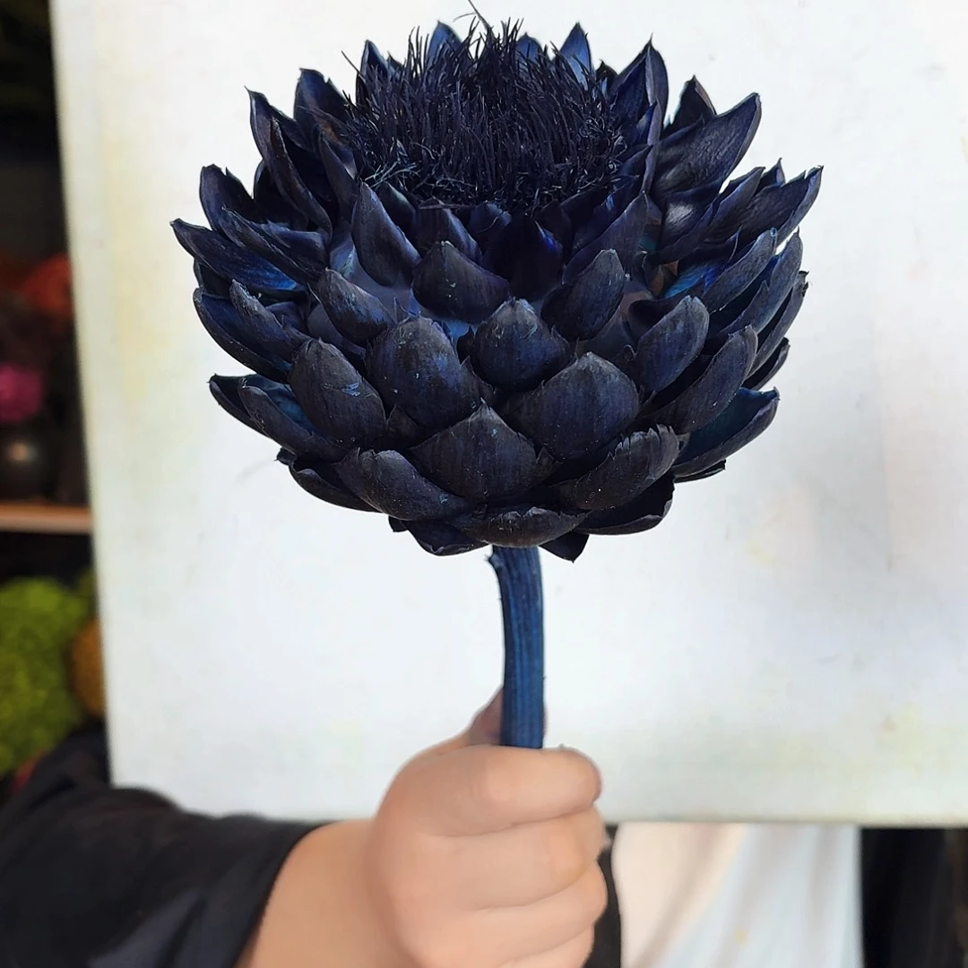 晚***N完全开放A54藏青1枝