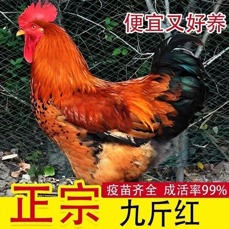 2月龄大公鸡长尾鸡红玉鸡大红公鸡苗宠物鸡顺丰包邮发货7～8两