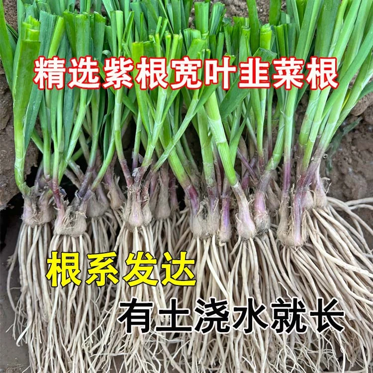 现挖紫红根韭菜根宽叶韭菜苗四季阳台盆装大叶韭菜根庭院栽种好养