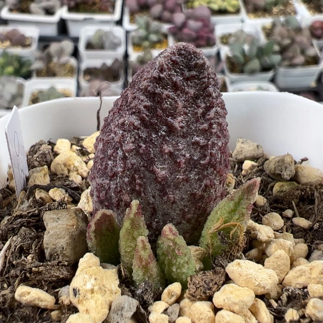 实生新品多肉植物水泡