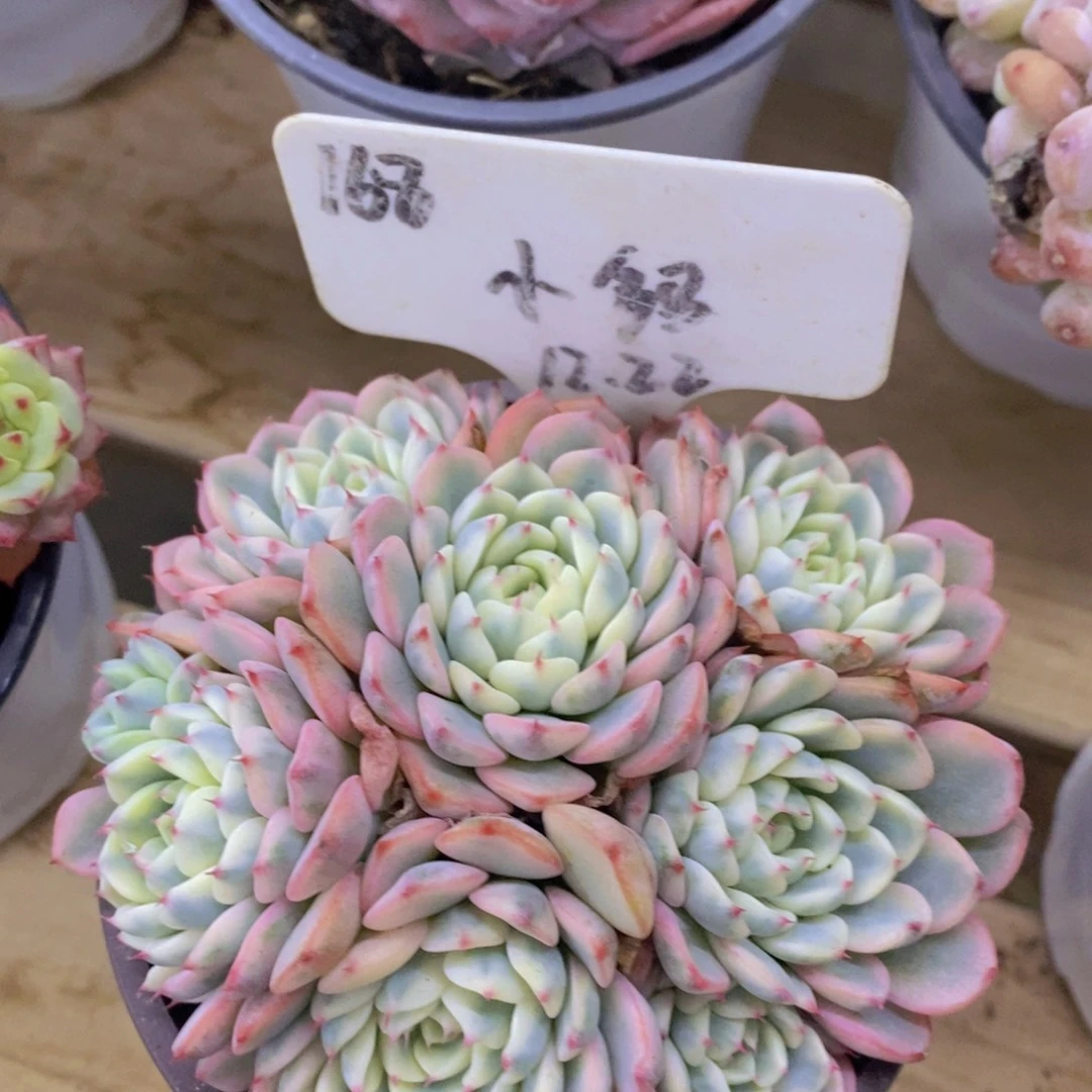 开心多肉，首播2欢迎