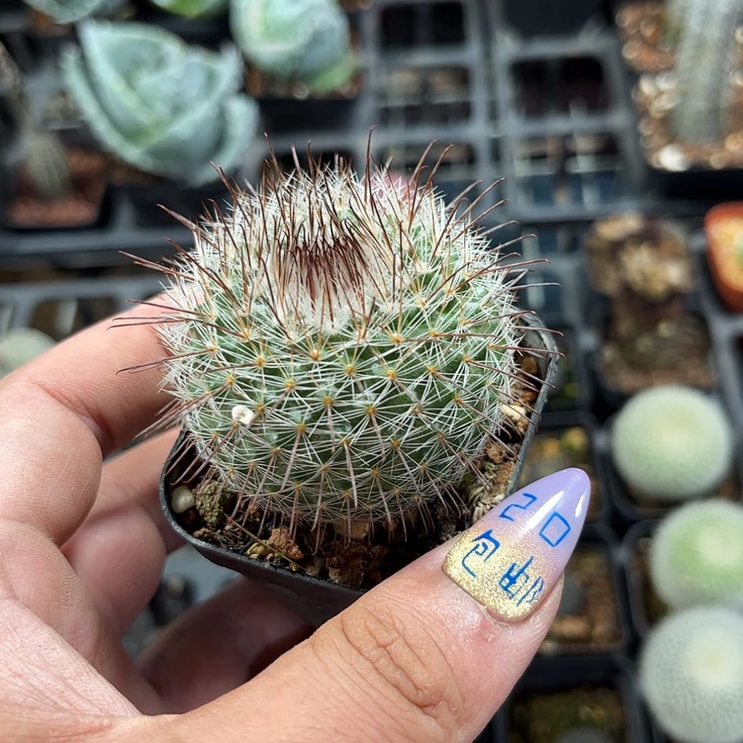 绯绣玉单头发货有根发货