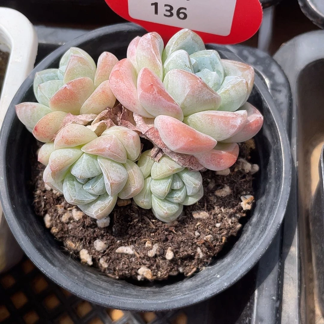 秋***白萌肉小筑0706-136冰玉