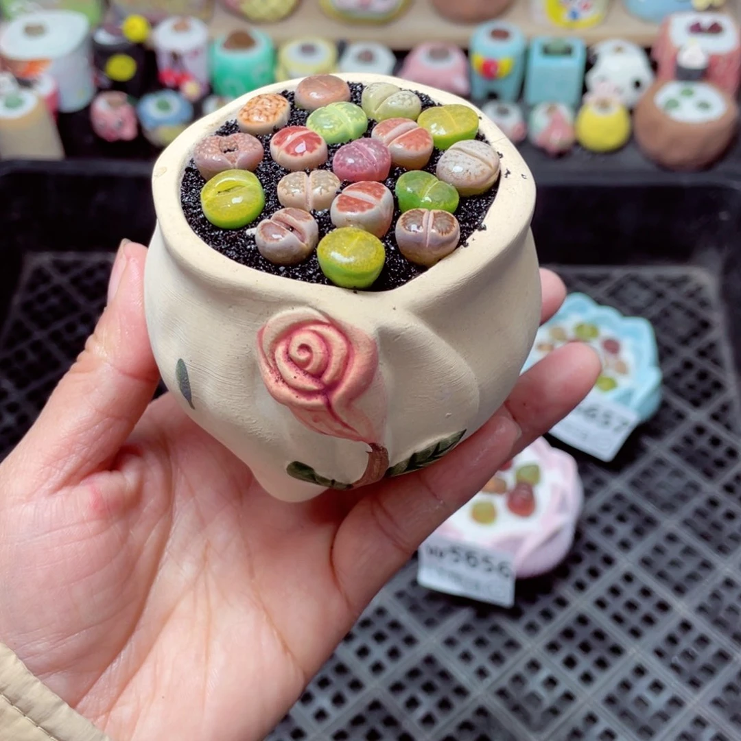 w5658 带盆土发货 -零下地区拍保温箱