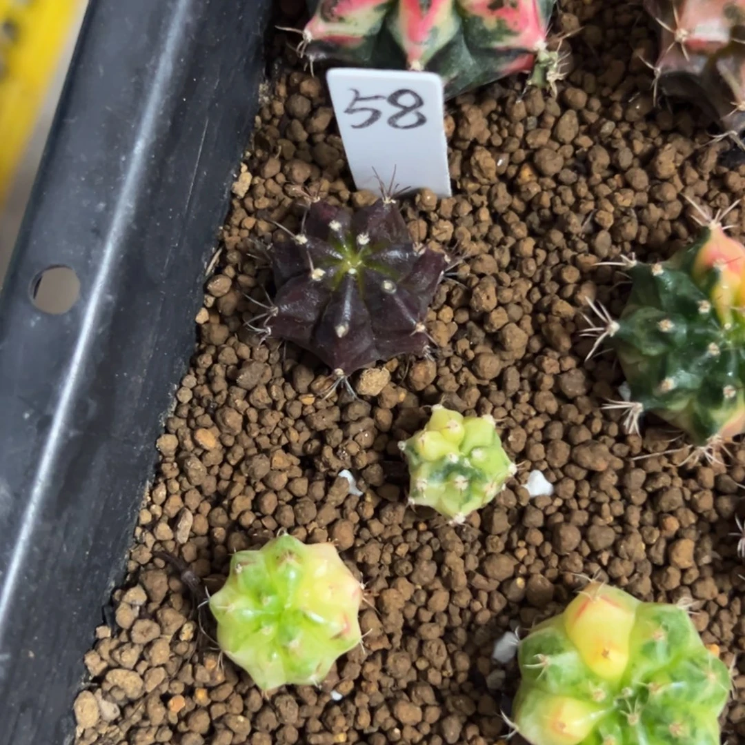 黑寡妇侧芽自根脱土发货58