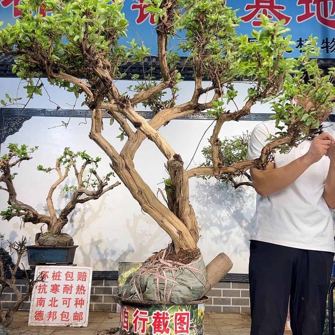 完全开放金银花开花365268565698