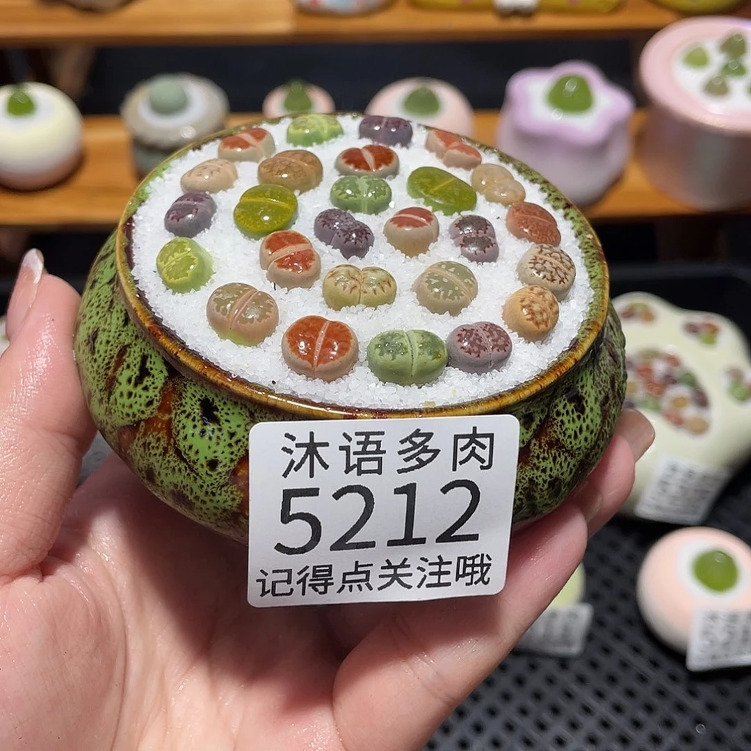 带盆土植物 一物一拍5212