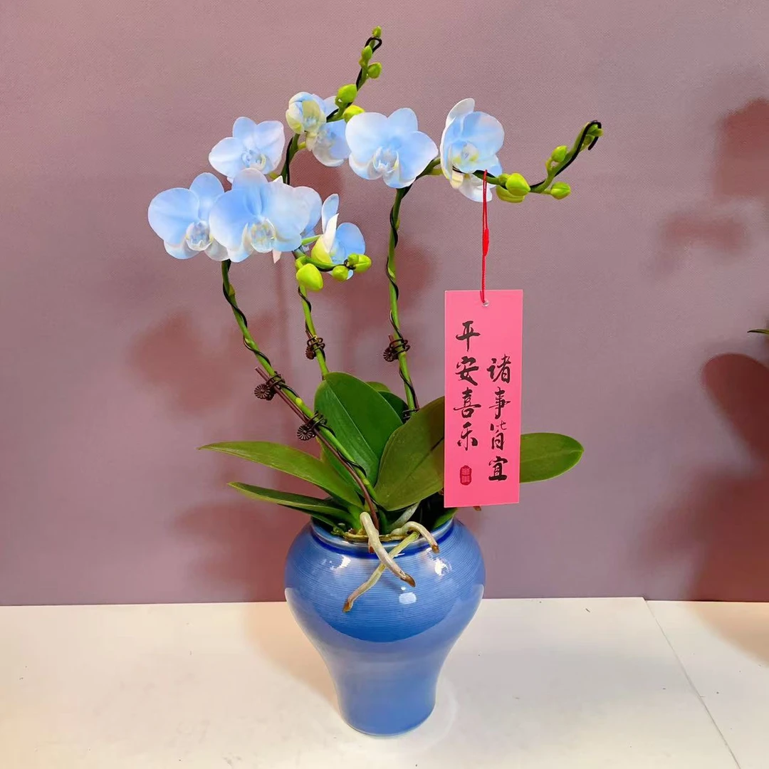 花仙子优选【蓝色妖姬】稀缺艺术喷色 蝴蝶兰基地发货