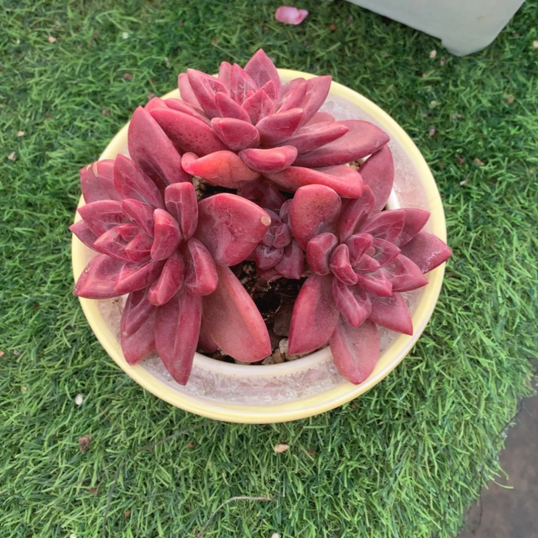 多肉植物多肉植物