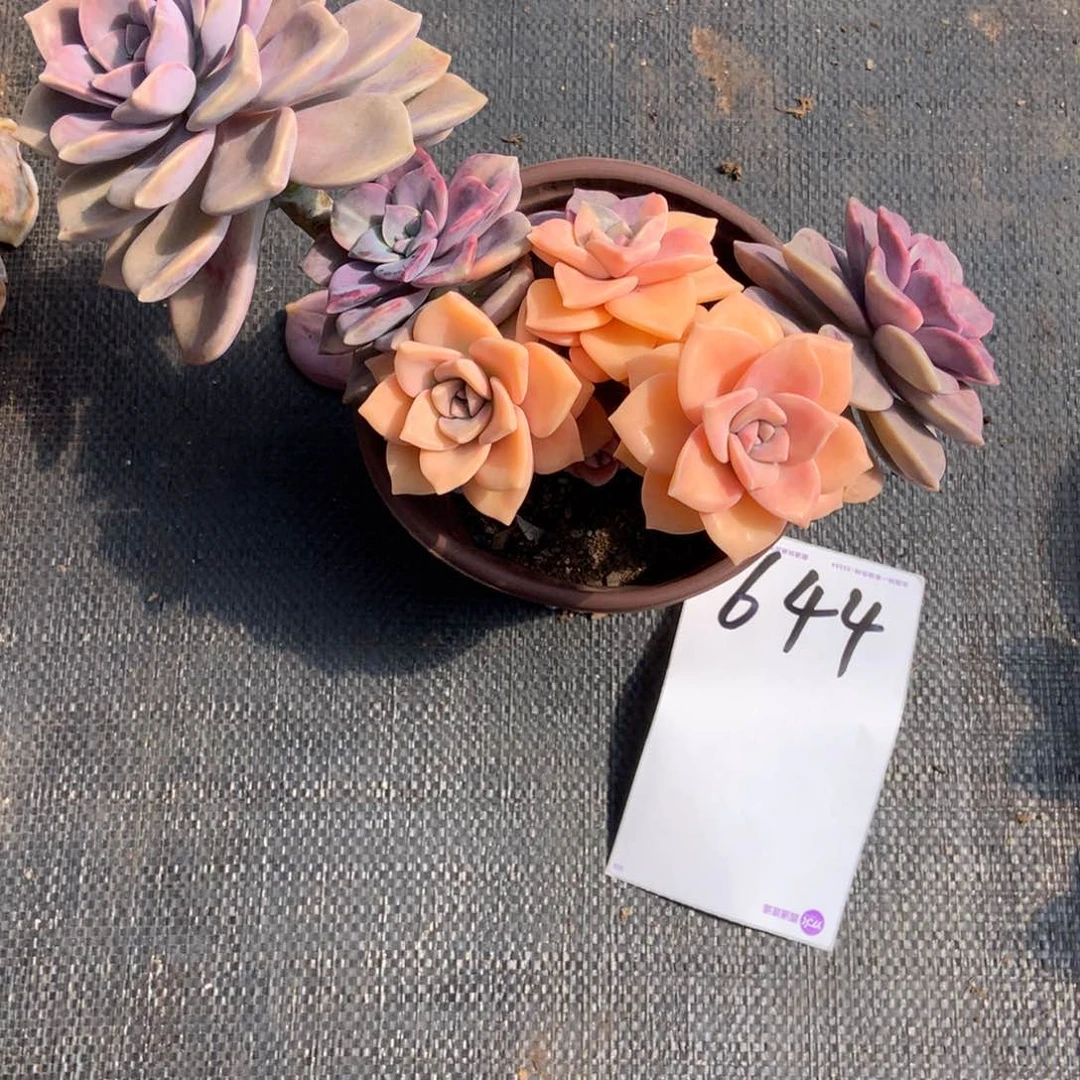 丘一物一拍外播多肉644紫乐锦