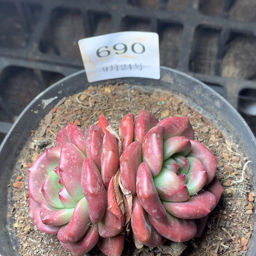 【闪购商品】云690号