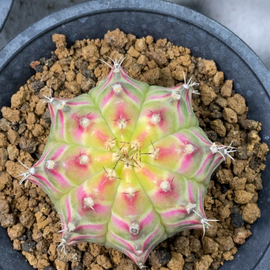 当前无花朵，栽培后可花朵粉V轮回