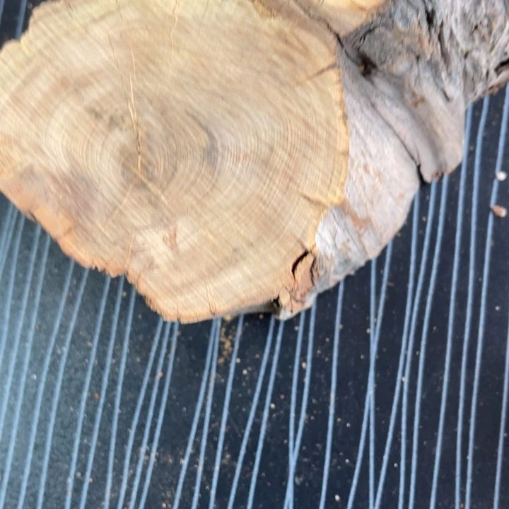 海***克柏木（崖柏）太行崖柏陈化香料