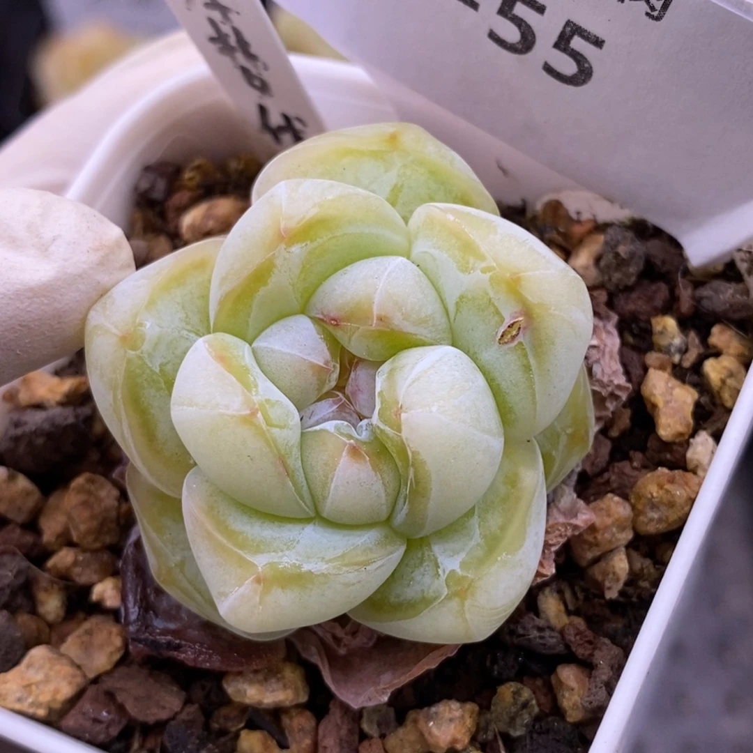 【闪购商品】21-55厚梦优