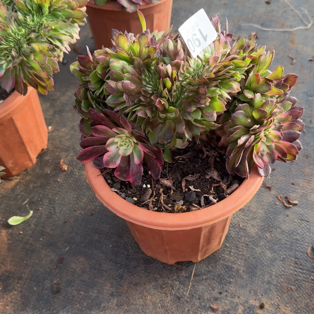 190荔枝缀化多肉植物