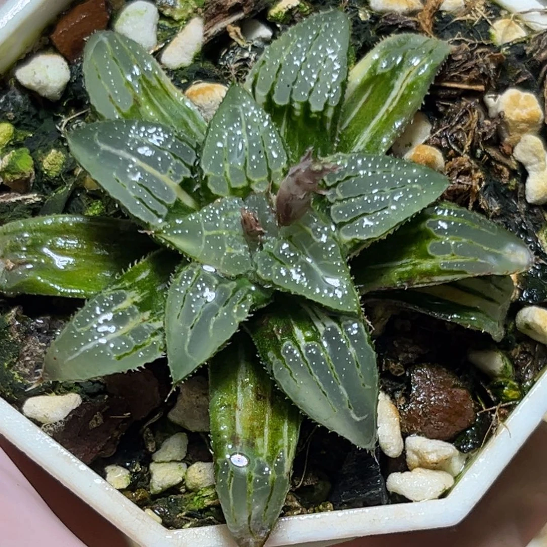 恭喜发财大吉大利989