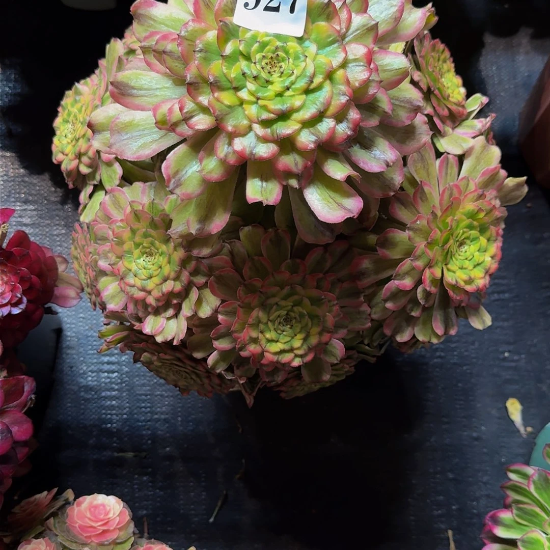 维*呀927多肉植物法师