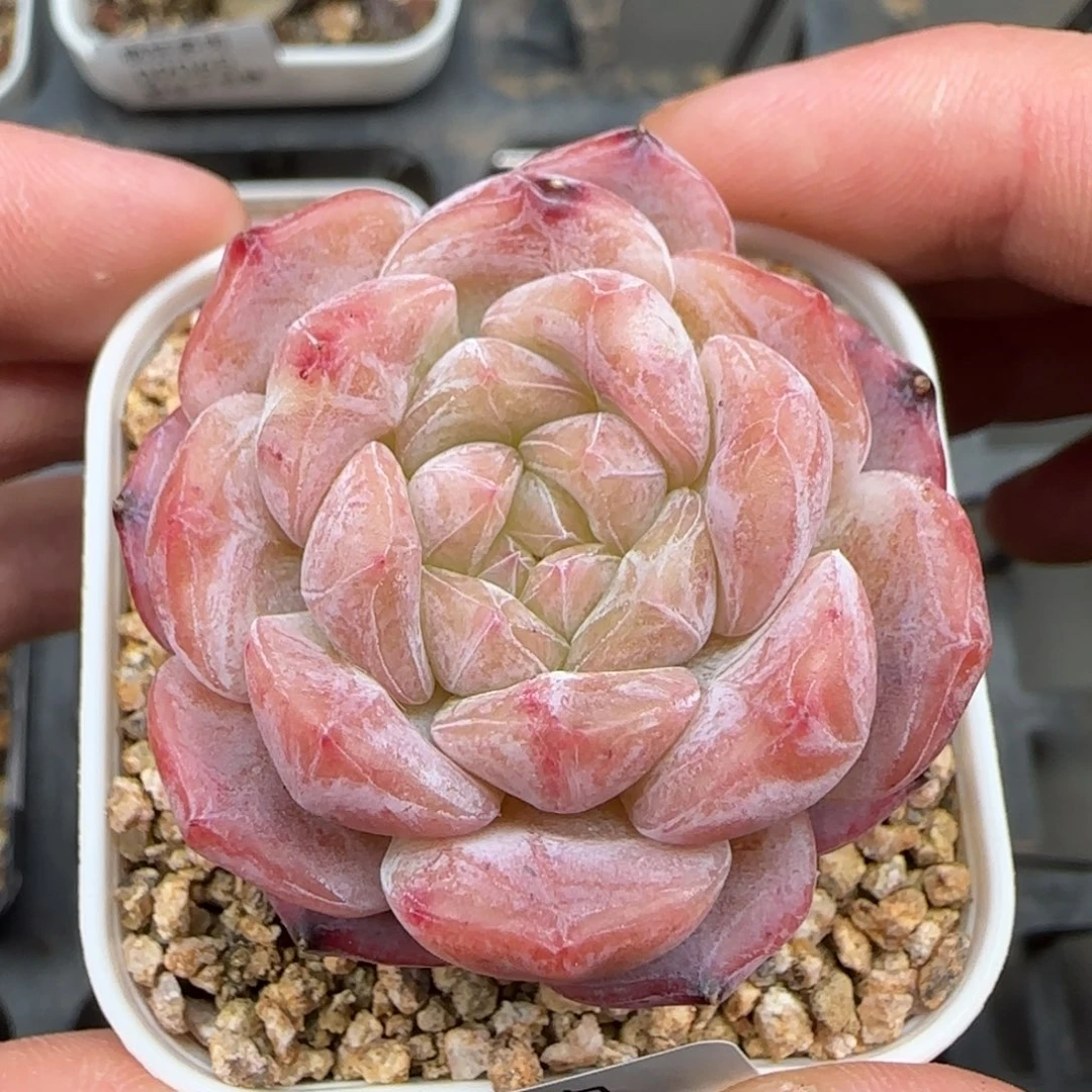 一物一拍冰魄09068