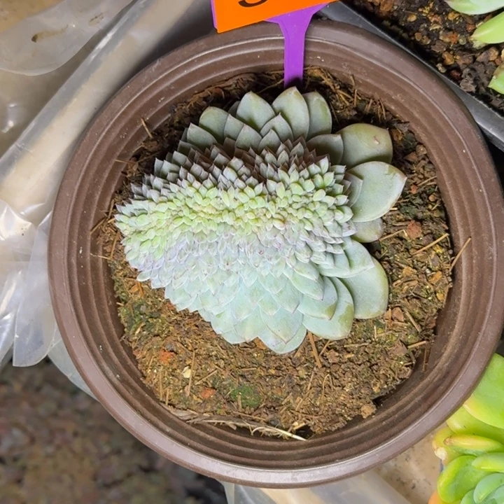 多肉植物星星橙缀558