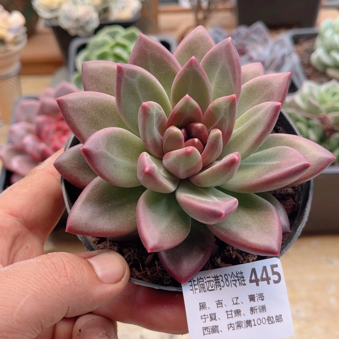 445迷雾泡泡德华多肉