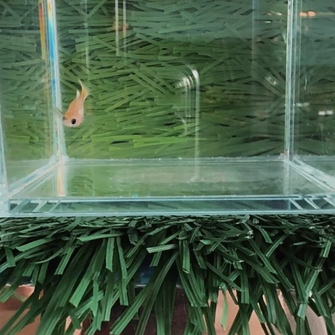 海水大****༂黄金玻璃猫球2对