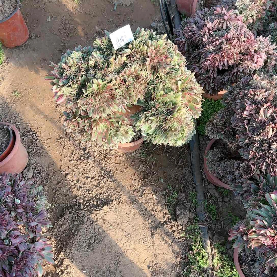 老*童缀话脱土发货缀话