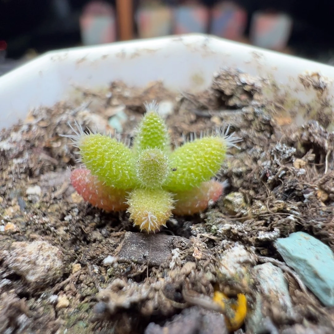 尺寸很小，2743实生彩虹兔耳，拍下不退不换