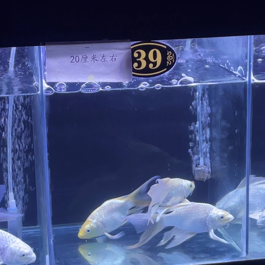 ****帅蝴蝶鲤鱼金色蝴蝶鲤3包发色